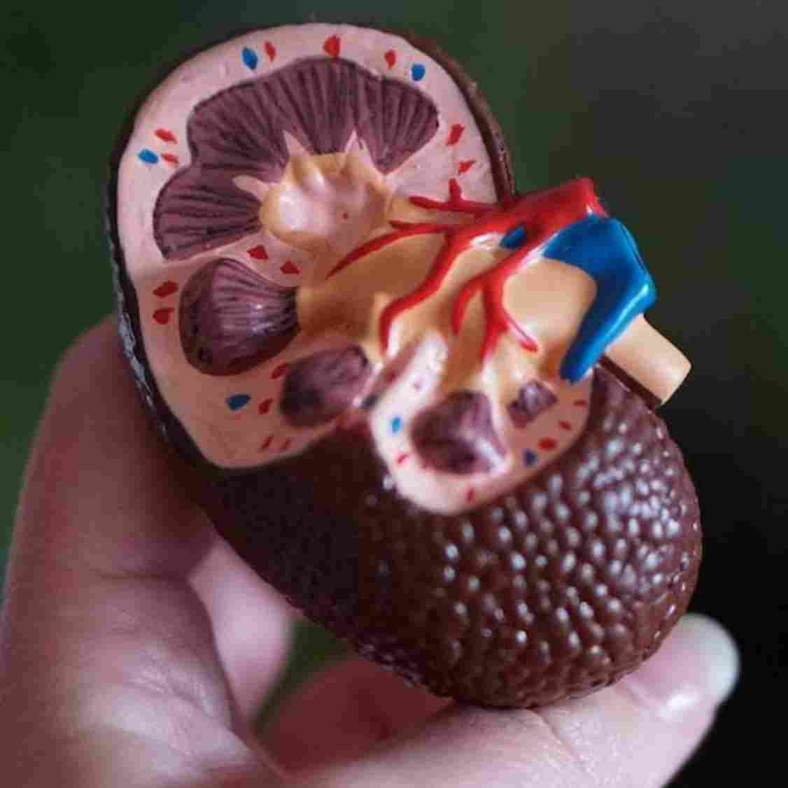 Suporte renal